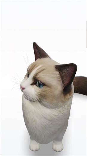 American cat 3D animation