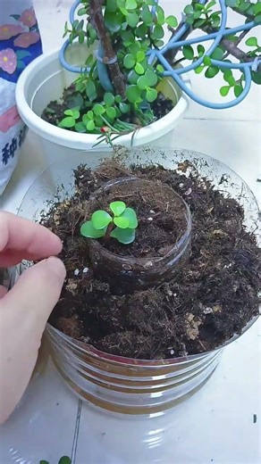 Jade plant (Crassula ovata) can be propagated by cuttings in soil