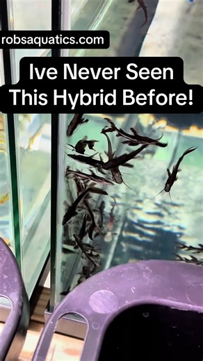 Discover the Unique TSN x Sorubium Catfish Hybrid