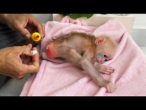 Baby Monkey Sunny Has Diaper Rash: Worried Father Finds Way to Treat It