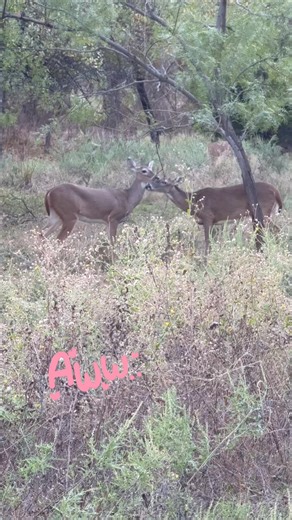 Deer giving kisses | Nature Soothes the Soul