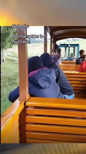 Exploring Australia's Biggest and Most Fascinating Spiders