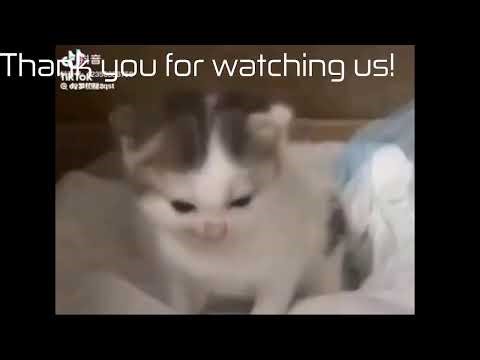 [STREAMING] Daily Developer Streams!