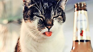 York Cat Cafe - RELAUNCHED!