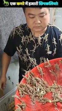 You Won't Believe What Happens in China's Lizard Farms! 🦎 #amazingfacts #lizardfarming