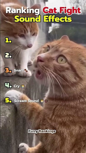 Ranking Cat Fight Sound Effects