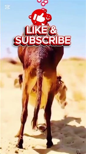 Amazing donkeys meeting video.