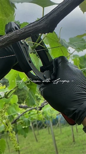 【山梨ぶどう農家の日常】ぶどうのある暮らし。ちょっと振り返ってみた。#山梨 #農業 #富士山 #ぶどう #grape #yamanashi #mtfuji #シャインマスカット #夏 #冬