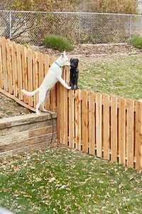 45K views · 1.3K reactions | Nothing can keep these two best friends from playing together ❤️ | Animal Lovers | Facebook