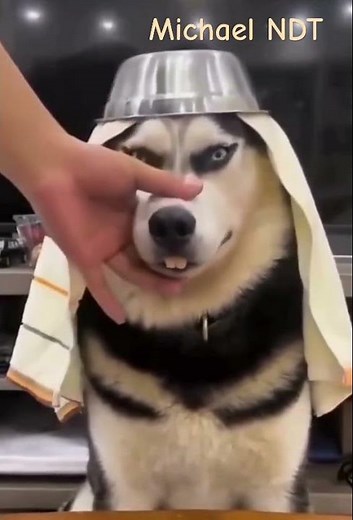 Husky with funny costumes