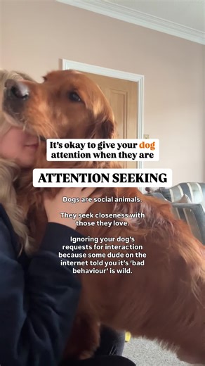 My hot take that shouldn’t be 🔥 Imagine someone you love and rely on repeatedly ignoring your bids for connection or brushing you off when you express a need. When my dog seeks attention, it just simply is not “manipulation” or “bad behaviour”. It’s communication. Dogs don’t possess the cognitive ability to be manipulative (and nor does your toddler, by the way). Dogs are social animals. Through thousands of years living alongside us, they have been shaped to seek closeness, safety and cooperat