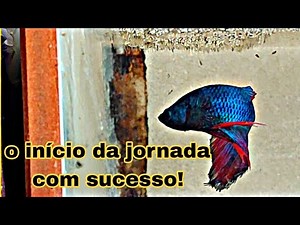 BETTA FISH REPRODUCTION