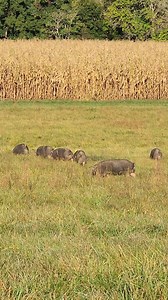 104 reactions · 8 comments | Autumn Olive Farms breeding stock moving...