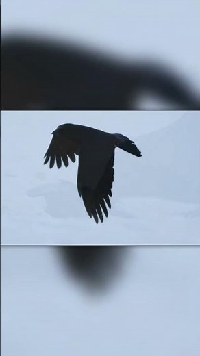 Brutal Nature — Crows vs Baby Squirrels!