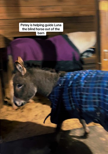 Petey and Luna: Donkey and Blind Horse Feeding Routine