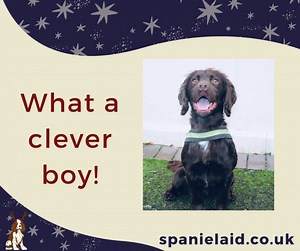 At Spaniel Aid, we carefully match each dog with their ideal home, including working homes as sniffer or gun dogs. Last year, a dog came into our care who we saw potential in, his incredible nose hinted at a future as a sniffer dog. Read Rolo's story below https://spanielaid.co.uk/ | Spaniel Aid