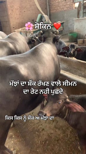21K views · 414 reactions | Dr Kulvir Juglan #dairyfarming #farmlife | Bareta Dairy Farm | Facebook