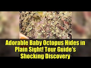 Adorable Baby Octopus Hides in Plain Sight! Tour Guide's Shocking Discovery