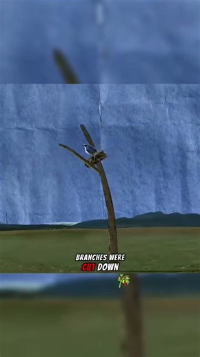 Can you use a Tree as a slingshot? #mythbusters