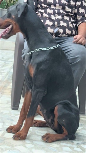 American and European Doberman
