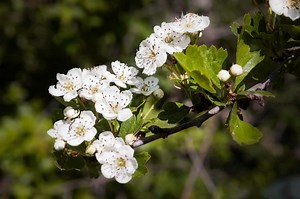 35 Best Hawthorn Tree Varieties - ProGardenTips