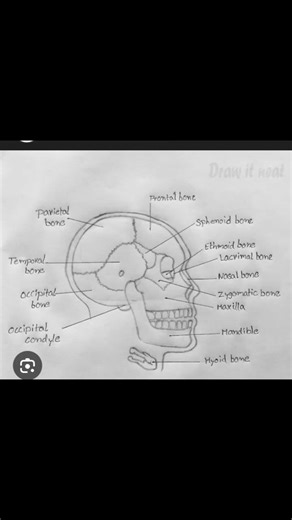 labelled diagram of human skull