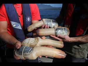 Geoduck from Canada