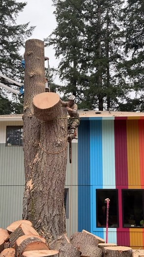 Racheal Jackson on Instagram: "It’s the most expensive show I’ll ever pay for, so we may as well all enjoy it! Do we call this tree felling asmr? After getting 5 bids I ended up going with @arborcity who had the best prices and ratings. They were super professional and safe, highly recommend if you’re in the market and area! We’re keeping some of the rounds for a play area and as decor around the yard—the giant wood slices are incredible!"