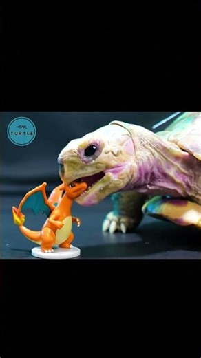 GIANT TURTLE WINS THE ULTIMATE POKEMON BATTLE AGAINST CHARIZARD #Pokemon #Battle