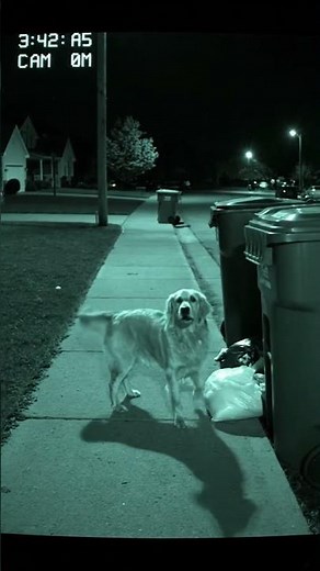 HOME Security Camera Catches Adorable Stray Dog Wandering