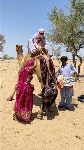 تقليد صحراوي عريق: عندما كان المزارعون يعرضون ثقافتهم باستخدام الجمال والطبول في حفلات الزفاف