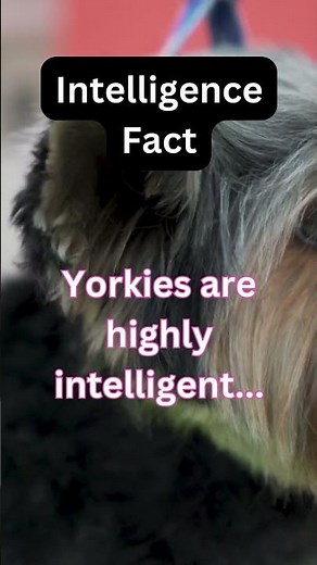 Yorkshire Terrier Intelligence Facts