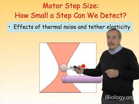 Microscopy: Optical Traps: Measuring Steps by Molecular Motors (Carlos Bustamante)