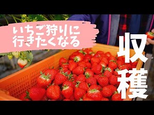 思わずいちご狩りに行きたくなる！美味しいイチゴの収穫。PICKING STRAWBERRIES