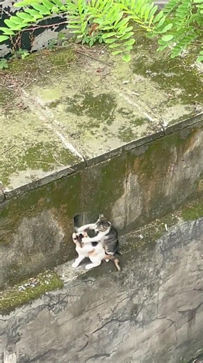 One attack, one defense, they have tactics#cat #catsoftiktok #catvideo #funnycat #fyp #cute