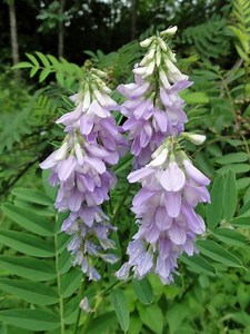 Galega officinalis - Alchetron, The Free Social Encyclopedia