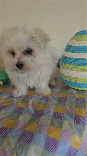 Maltese puppy for sale