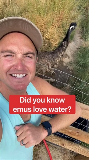 Giving My Pet Emu A Bath! #emu #emus #petemu #foryou | Joseph Mccool