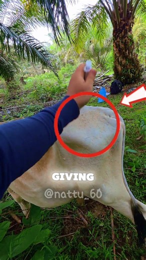 Cow Injection Trick #shorts #pet #care