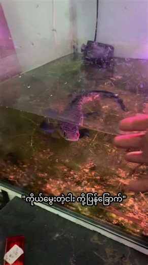 ကိုယ်မွေးတဲ့ငါး ရံ့ ကို့ပြန်ခြောက် - အယ်ကွရီယံနဲ့ ရေထိန်းစောင့်ရှောက်မှု