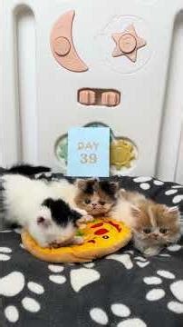 1 to 60 Days of Kitten Growth – Incredible Transformation! 🥰 #kitten #cat