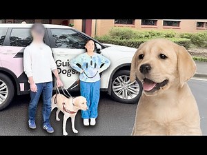 My Boyfriend Tried Walking with a Guide Dog for the First Time! (blindfolded challenge)