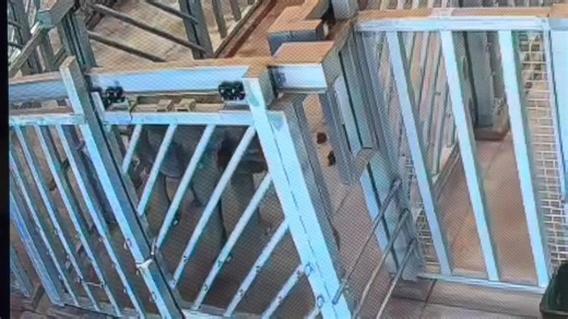 This video, taken in early October 2025, shows Tina inside a barn stall at the Tulsa Zoo. Tina was shipped from the Los Angeles Zoo to the Tulsa Zoo, along with Billy, in May 2025. Captured from the wild as an infant, Tina was sold into the circus industry where she was brutally trained and forced to travel and perform for human amusement and profit. She endured multiple transfers between casinos and circuses until she ended up with a private owner who continued to force Tina to perform at vario