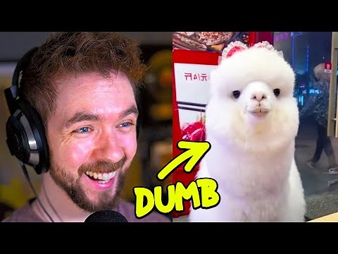 The Internet's Dumbest Animals