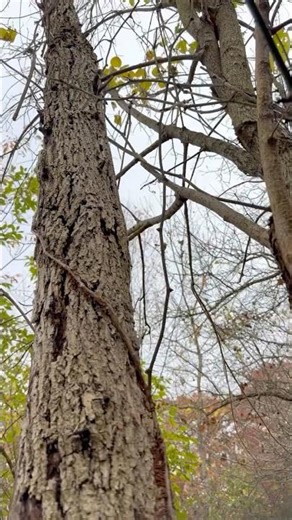 Pushing down a dead tree.