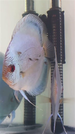 discus fish breeding#aquarium #relaxing #fish #discusfish #aquascape #god