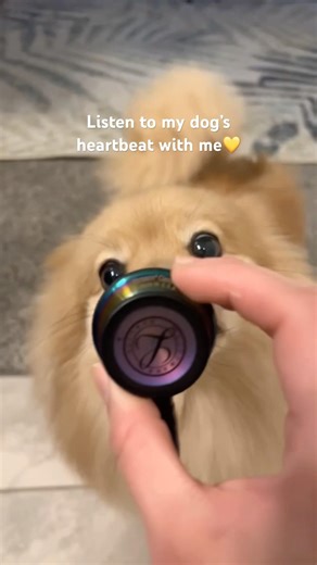 I can’t believe my dog sounds like this 🔊