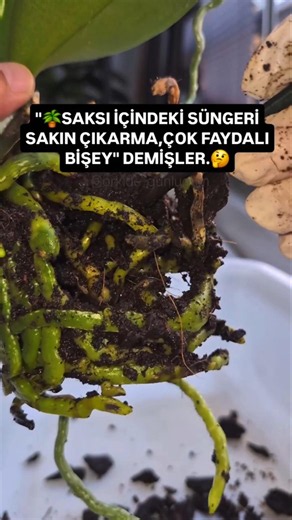 Orkidelerin saksı içindeki sıkıştırılmış torf faydalımı zararlımı? #orkidebakımı #orkidegünlüğüm