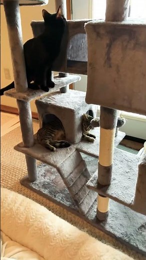Peekaboo! Kitty and the String Ball Inside the Cubby 😻📦