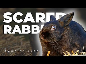 Frightened Bunny: Understanding Why Your Rabbit is Scared of You